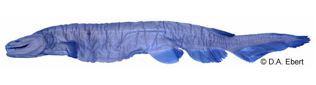 Chlamydoselachus africana - Holotype Chlamydoselachus africana - Holotype