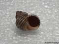 Gastropoda