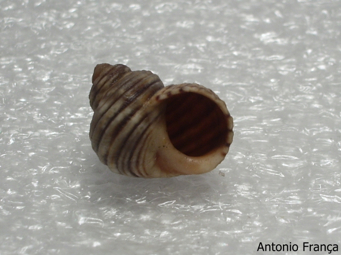 sea snail