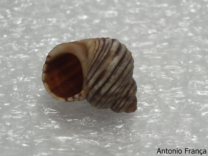 sea snail