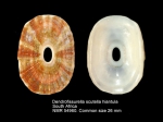 Dendrofissurella scutellum hiantula