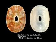 Dendrofissurella scutellum hiantula