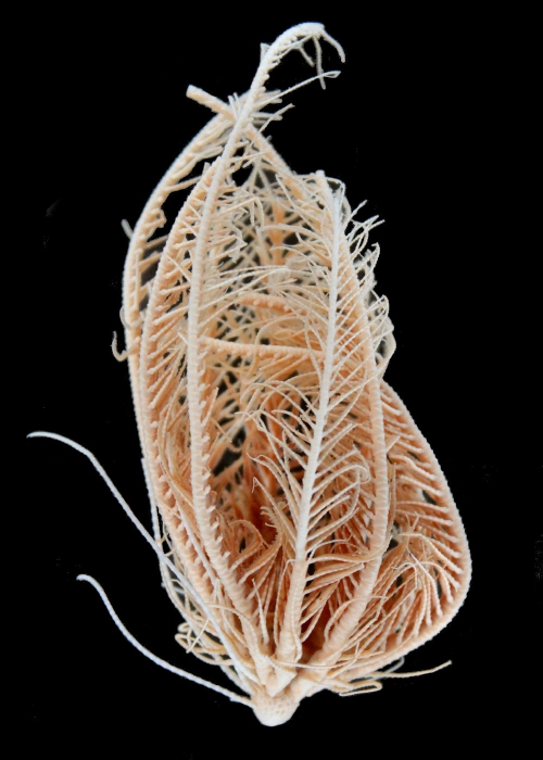 Florometra austini Holotype Natural History Museum London 1958.5.2.1