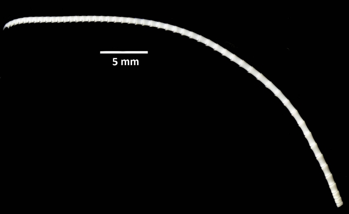 Florometra austini Holotype  Natural History Museum London cat. no. 1958.5.2.1