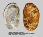 Haliotis tuberculata coccinea