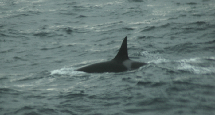 Orcinus orca