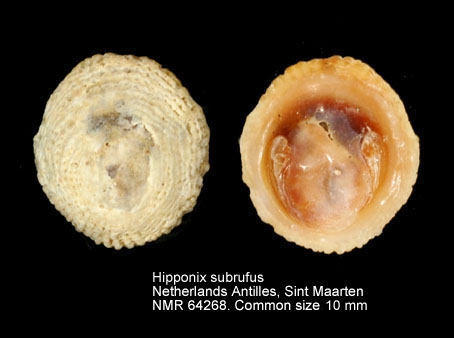Hipponix subrufus