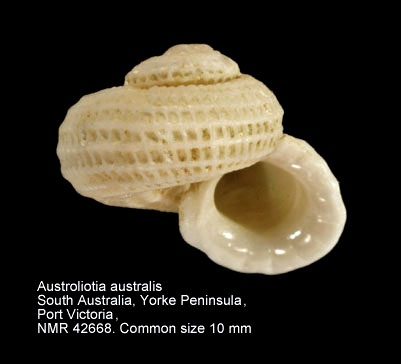 Austroliotia australis