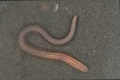 Polychaeta (bristle worms)