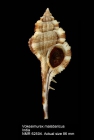 Vokesimurex malabaricus