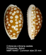 Cribrarula cribraria f. zadela