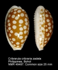 Cribrarula cribraria f. zadela
