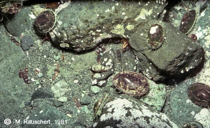 Stony bottom with Amphipods & Nacella concinna