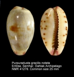 Purpuradusta gracilis notata