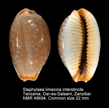 Staphylaea limacina interstincta