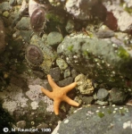 Starfish & Nacella concinna at rock face, island Albatross