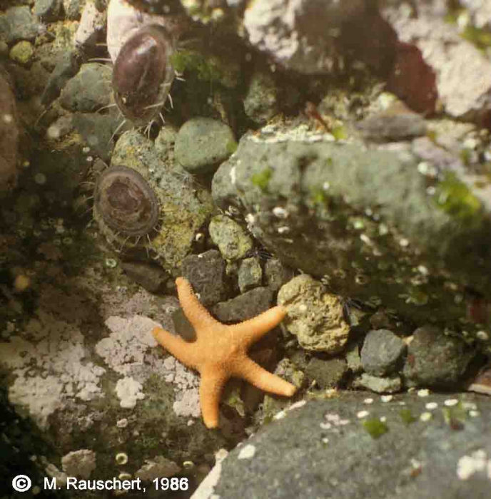 Starfish & Nacella concinna at rock face, island Albatross Starfish & Nacella concinna at rock face, island Albatross