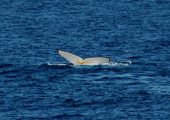 Megaptera novaeangliae Megaptera novaeangliae