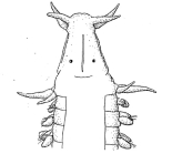 Eteone aestuarina type specimen, head view original figure