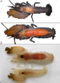 Synalpheus dardeaui (Ríos & Duffy, 2007):, author: A. Anker
