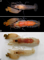 Synalpheus dardeaui (Ríos & Duffy, 2007):