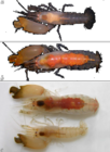 Synalpheus dardeaui (Ríos & Duffy, 2007):