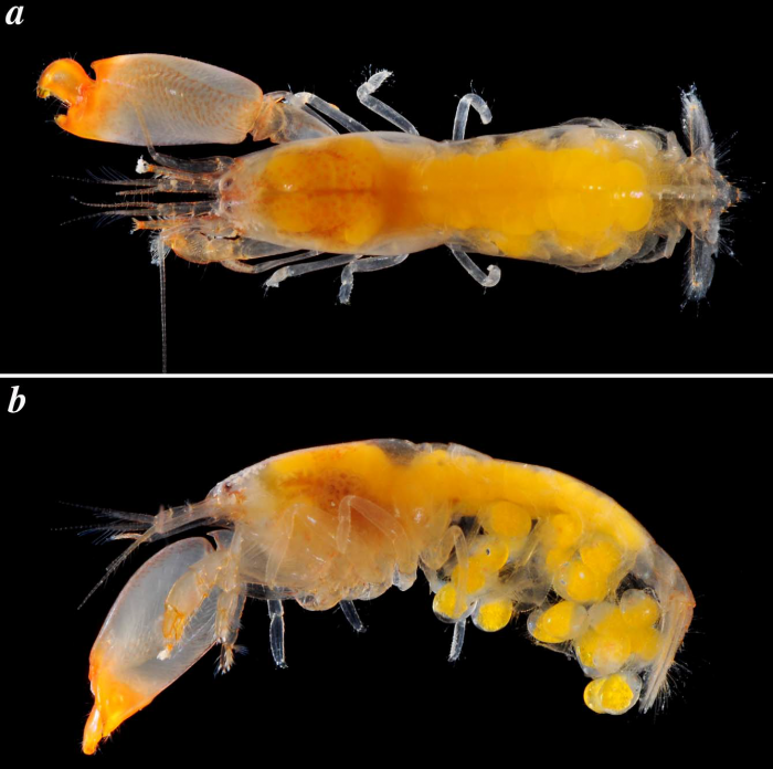 Synalpheus agelas Pequegnat & Heard, 197 Synalpheus agelas Pequegnat & Heard, 197