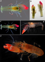Synalpheus antillensis Coutière, 1909 
