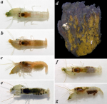 Synalpheus apioceros Coutière, 1909