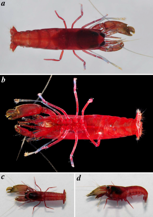 Synalpheus dominicensis Armstrong, 1949