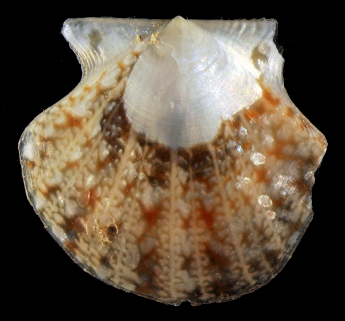 Holotype Parvamussium largoi Dijkstra, 2013 Holotype Parvamussium largoi Dijkstra, 2013