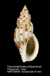 Pseudodaphnella philippinensis