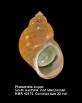 Phasianella angasi