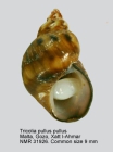 Tricolia pullus
