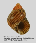 Tricolia milaschewitchi