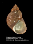 Phasianella ventricosa