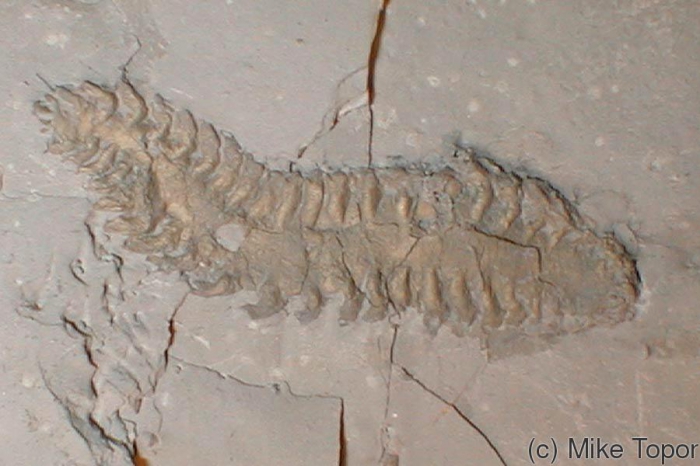 Arkonips topororum, pyritized polychaete from the Devonian Arkona Fm., Arkona, Ontario, Canada