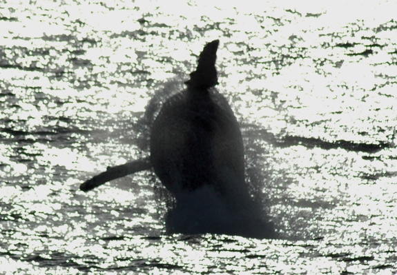 Megaptera novaeangliae Megaptera novaeangliae