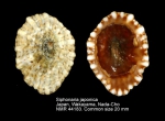 Siphonariidae