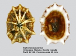 Siphonaria javanica