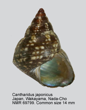 Cantharidus japonicus