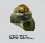 Cantharidus tesselatus