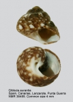 Gibbula aurantia