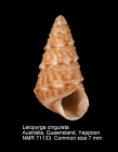 Leiopyrga cingulata