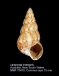 Leiopyrga lineolaris