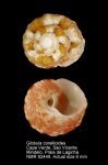 Gibbula corallioides