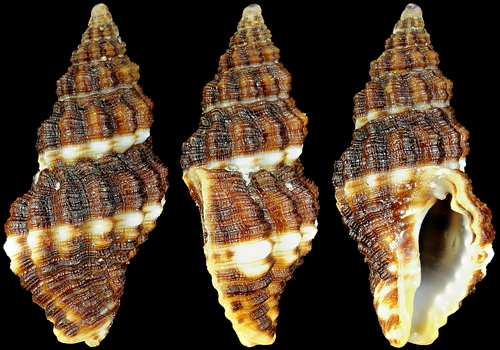 Aplus dorbignyi (Payraudeau, 1826)