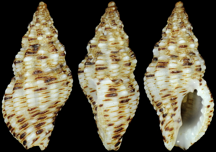 Aplus scacchiana (Philippi, 1844) 