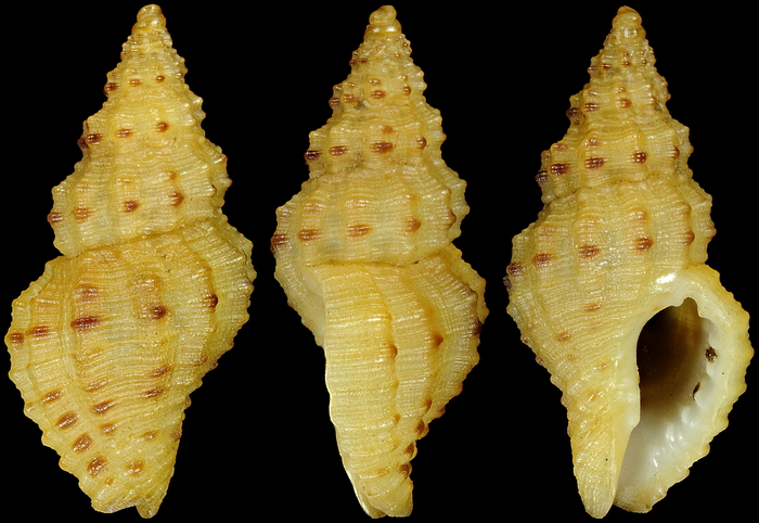 Aplus scabra (Locard, 1886)