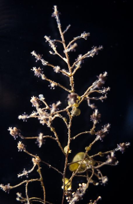 Coryne tricycla, HOLOTYPE alive